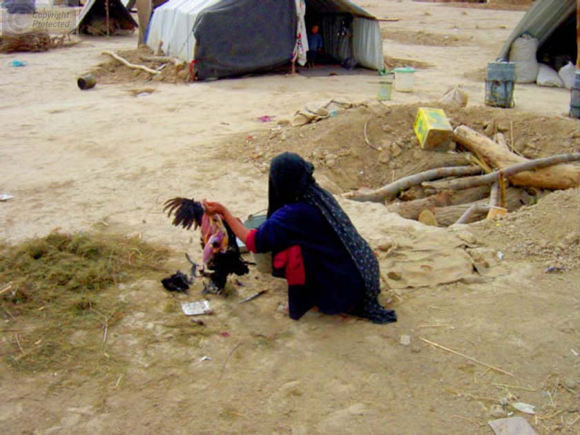 Woman Plucking a Chicken